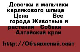 Девочки и мальчики карликового шпица  › Цена ­ 20 000 - Все города Животные и растения » Собаки   . Алтайский край